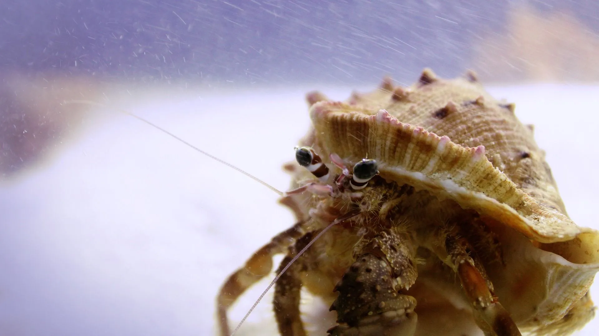 Get to know good hermit crab names that will make you fall in love.