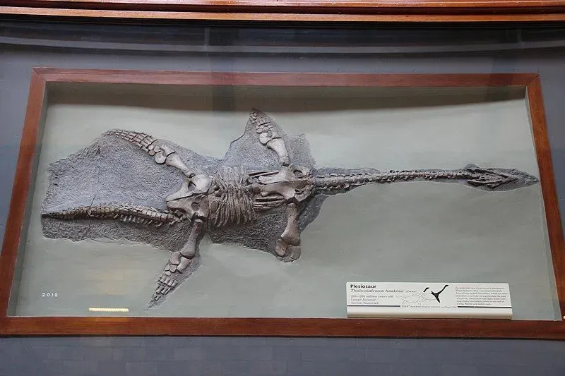 A Brancasaurus fossils represent a skeletal structure that includes a long distinct neck and paddles that is used for swimming underwater.
