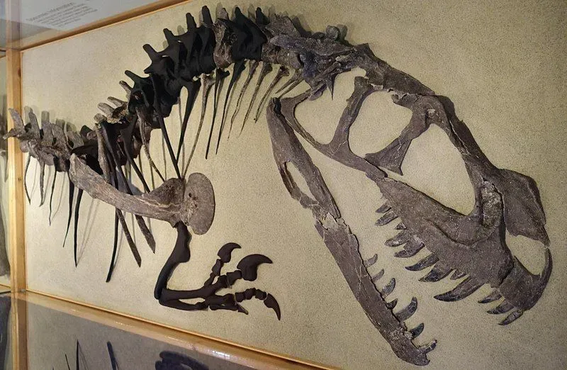 A closer look at the fossils of the Ceratosaurus dinosaur