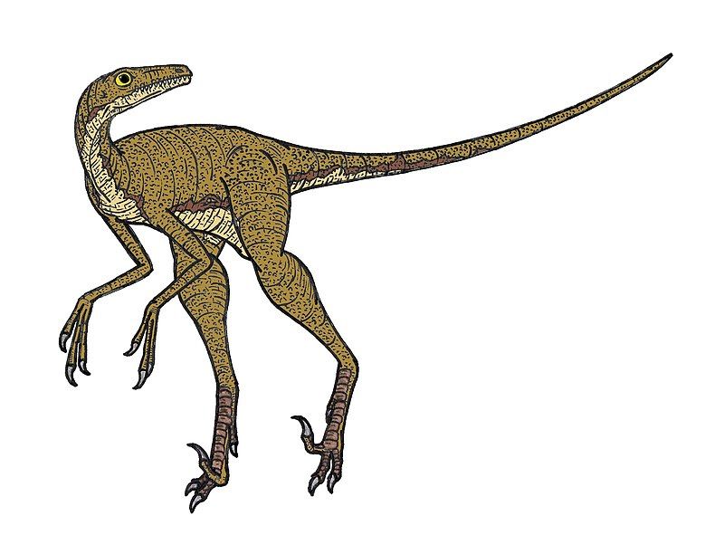 A famous Sinovenator fact is this dinosaur is very fast and quick, with advanced senses.