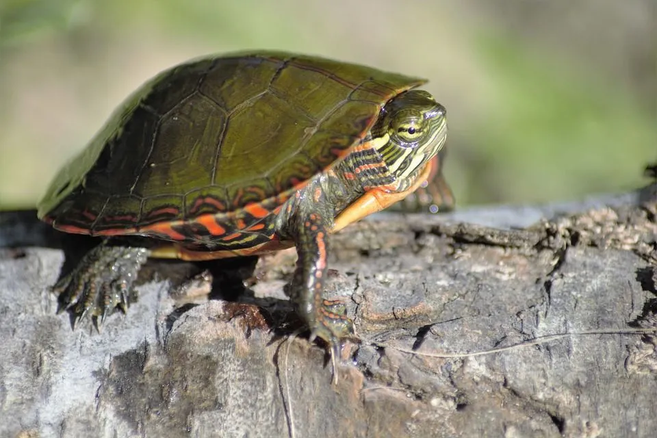 A painted turtle can eat an array of aquatic plants such as water hyacinth.