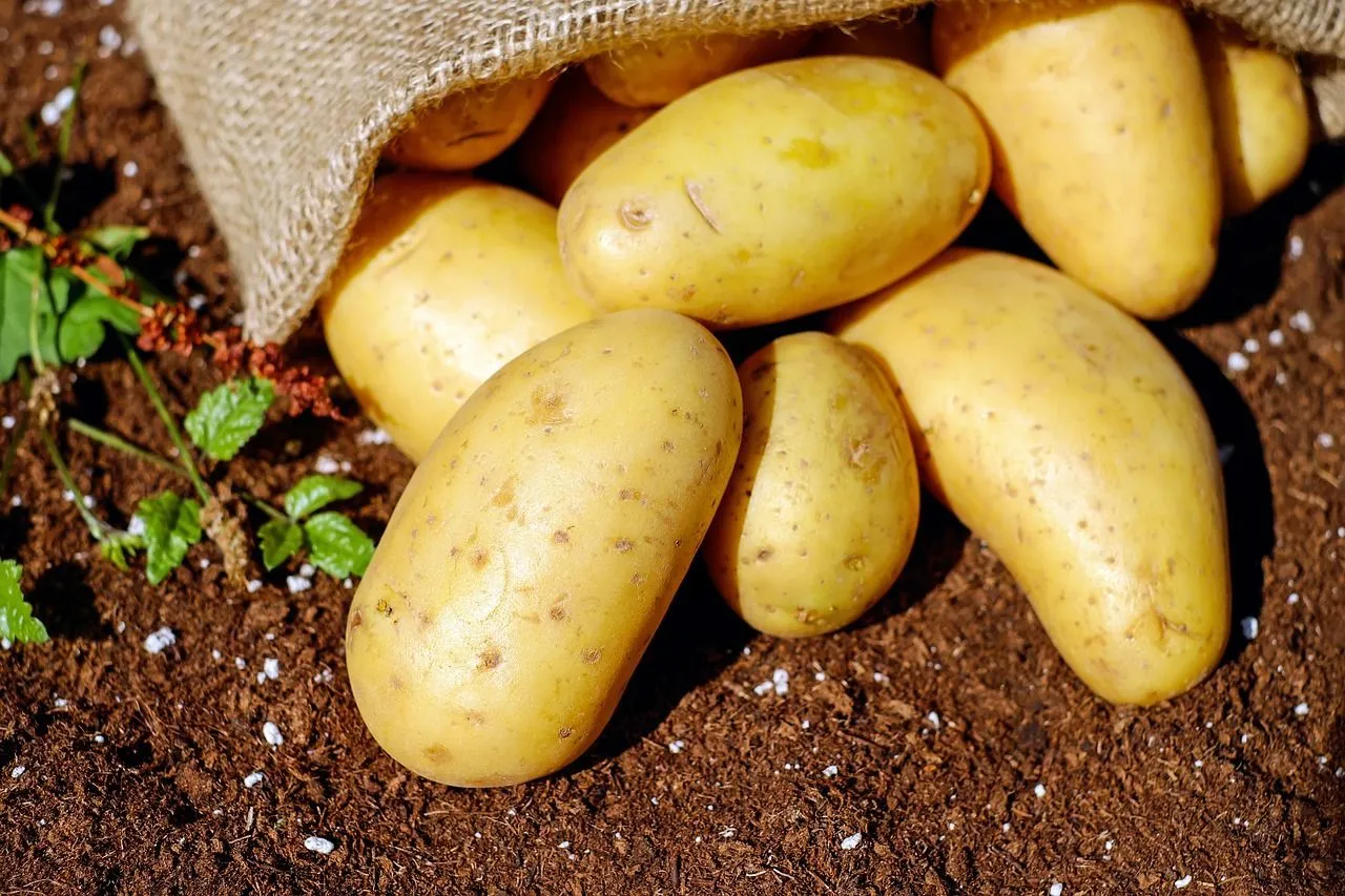 How much does a potato weigh? A pound of yellow potatoes would contain around 5 tubers!