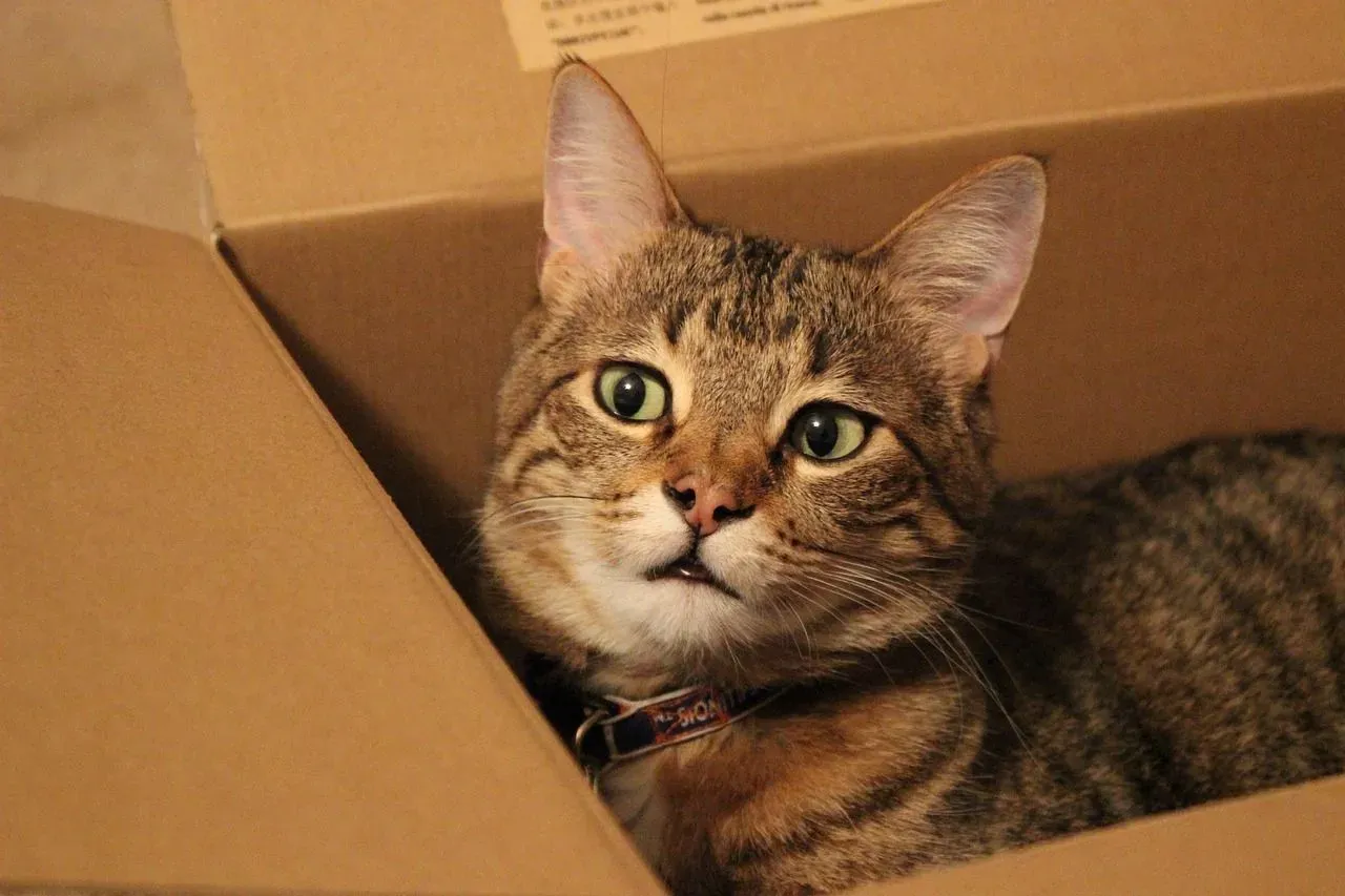A simple answer to why do cats like boxes is because they want to feel warmth and security.