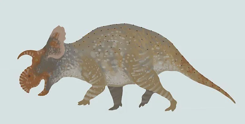 After the reconstruction of the remains, it was observed that two members of Crittendenceratops were there.