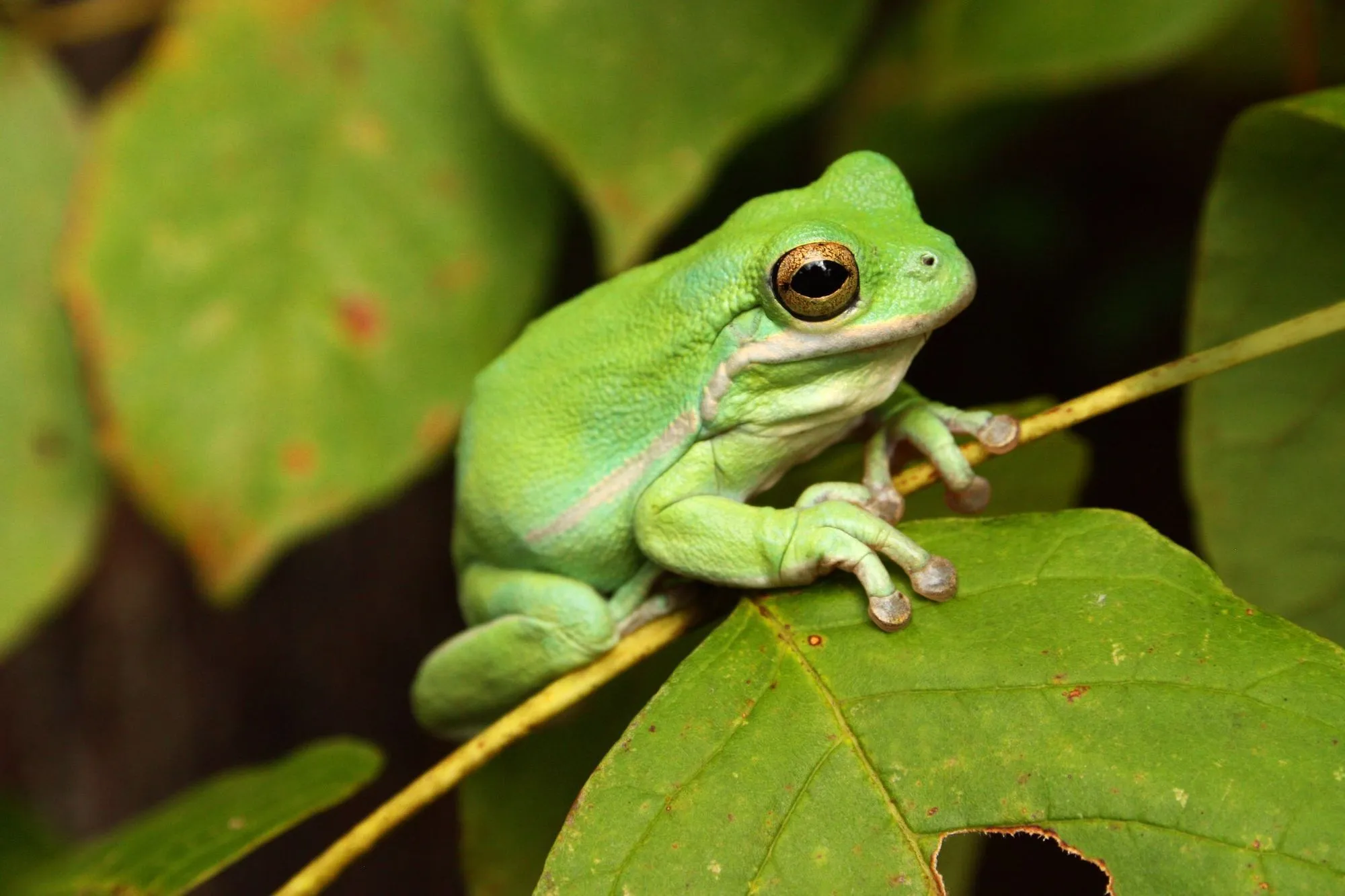 Agile frogs are a diurnal species.