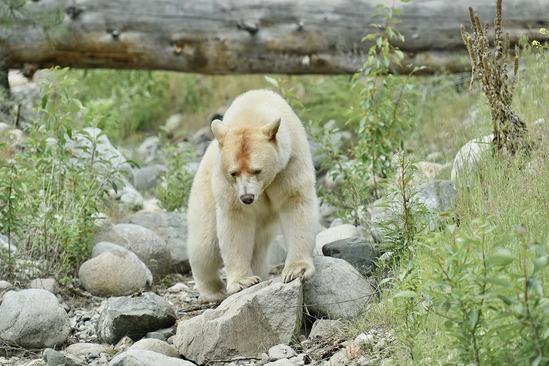 A Sprit Bear is just a white-black bear. 