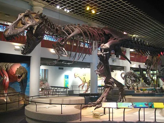 The tyrannosaurid Alioramus had sharp teeth like a T. rex.