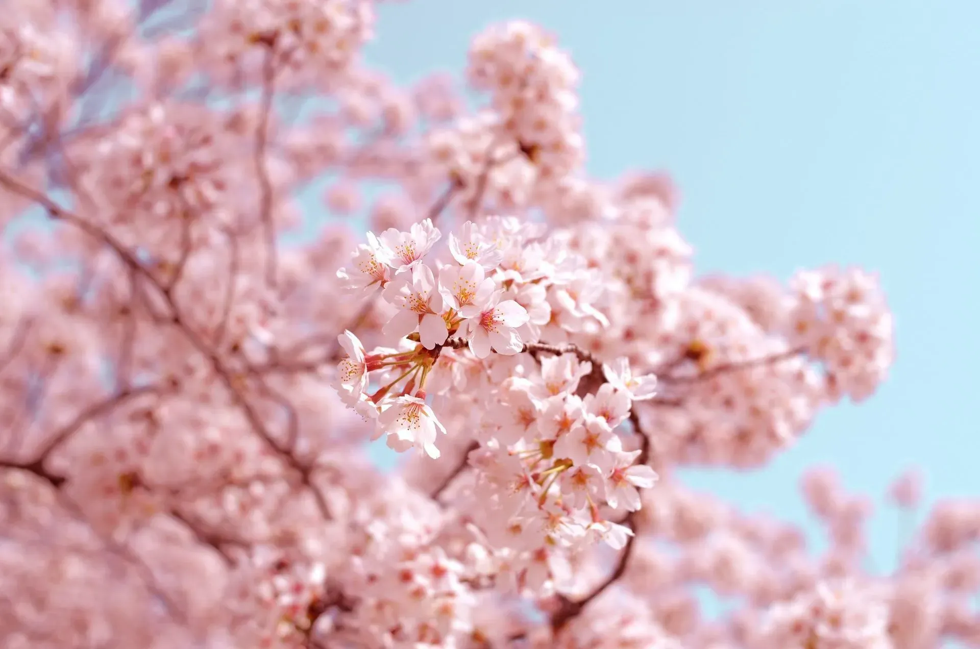 A cherry blossom flower comes in beautiful shades of pink.
