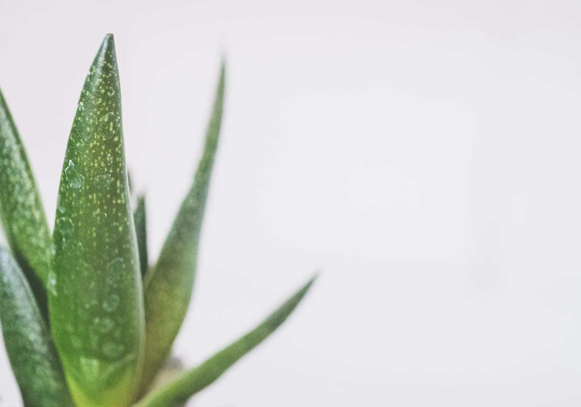 Aloe vera is widely used in many countries specifically for its wound-healing abilities.