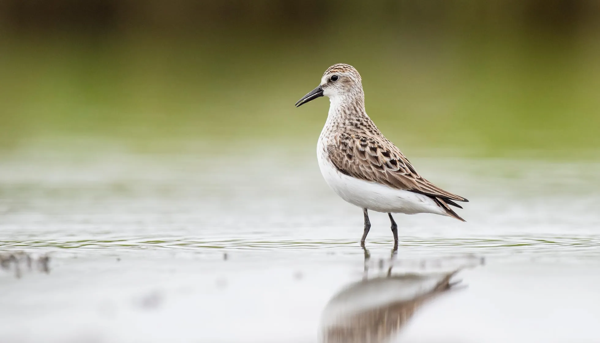 A Semi-palmated Sandpiper wading in the shallow water 
