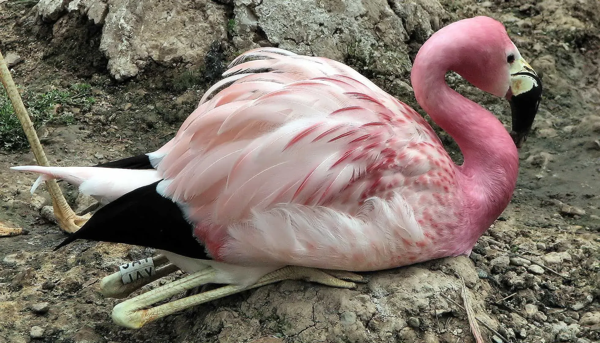The Andean Flamingo