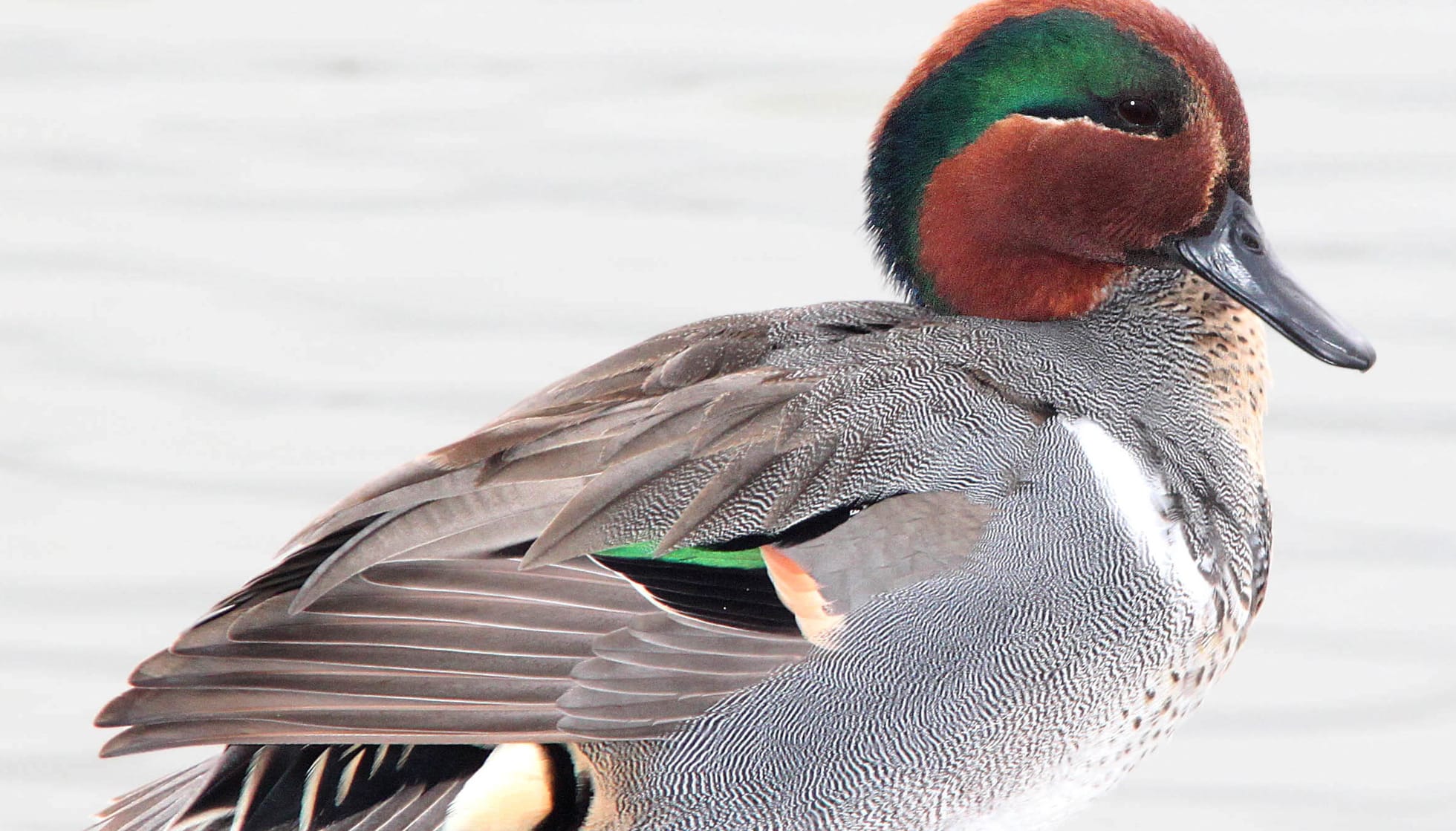 Duck lovers will like to read the green-winged teal facts.