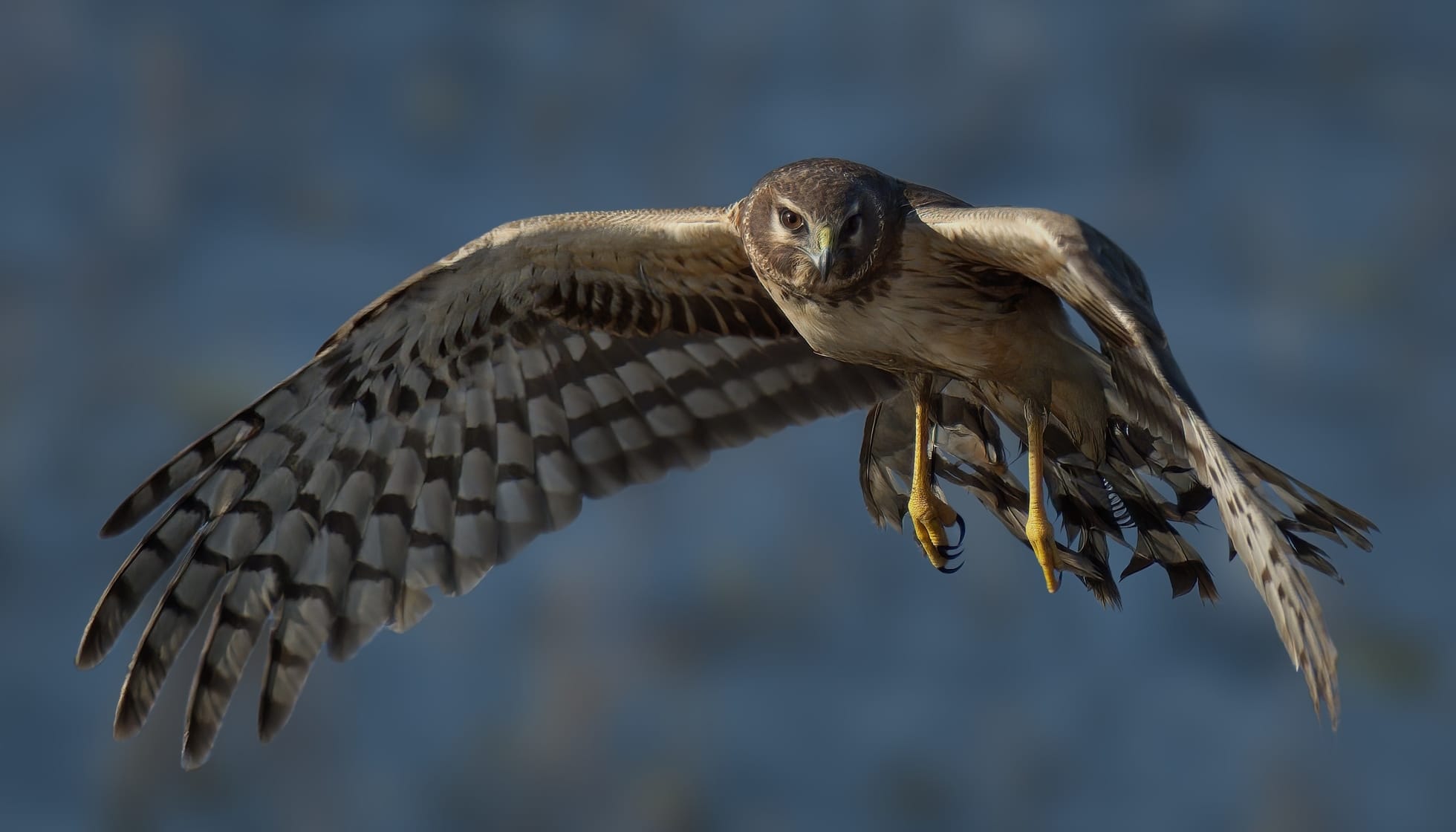  Northern Harrier flying in the sky