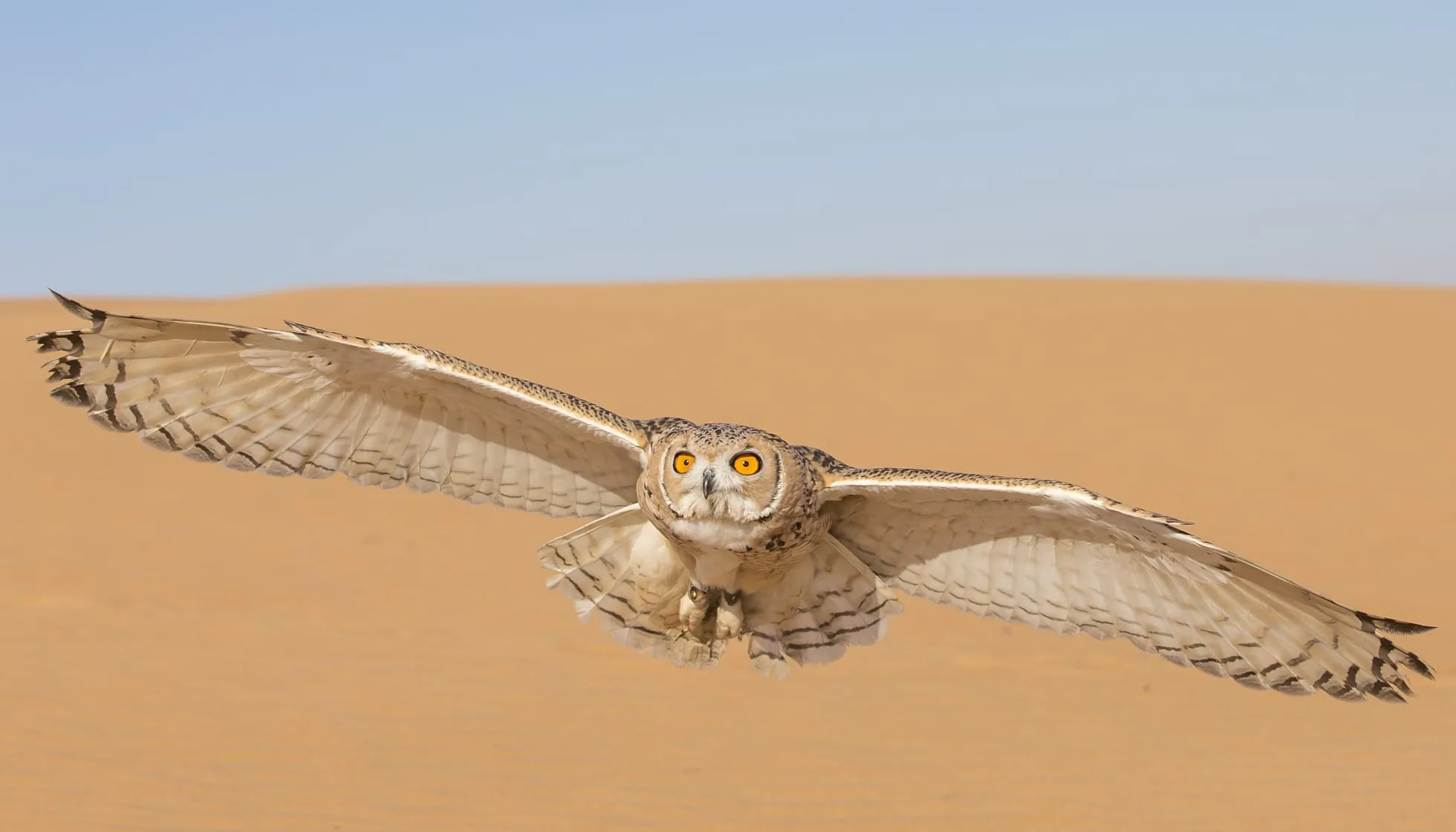 Desert tawny owl (strix hadorami) flying in a desert 