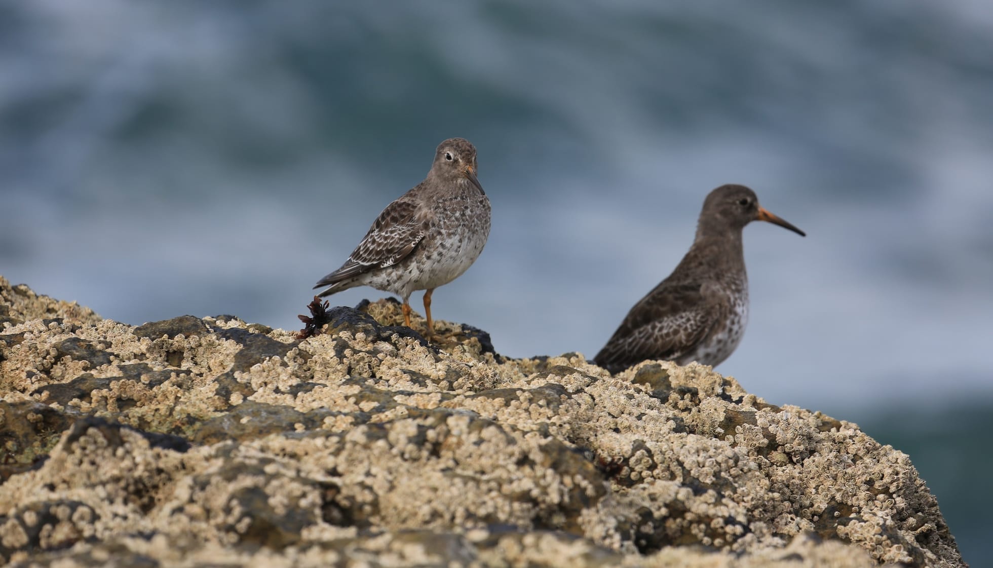 purple sandpiper breeding