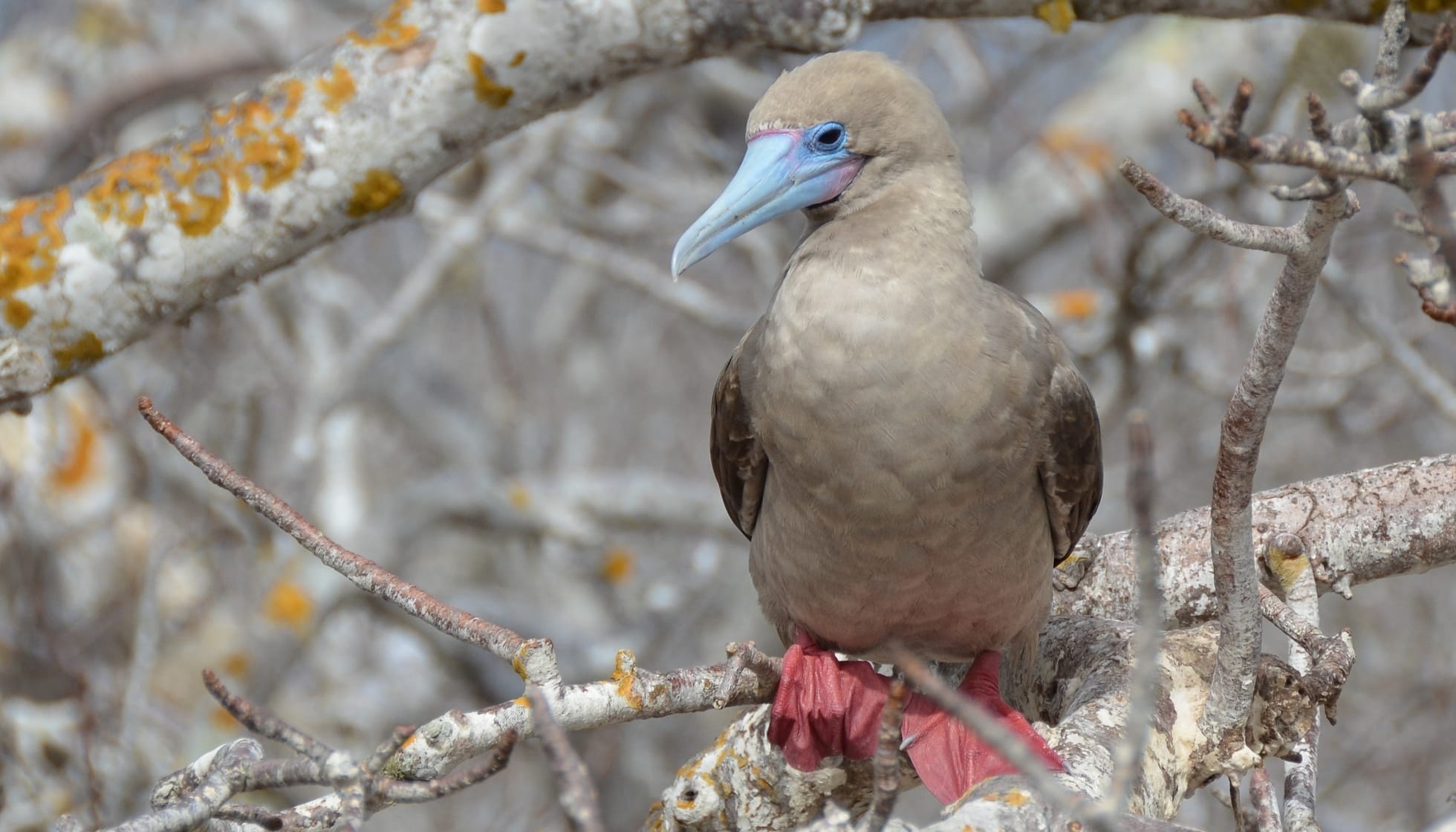 Red-Footed Booby perched on a tree