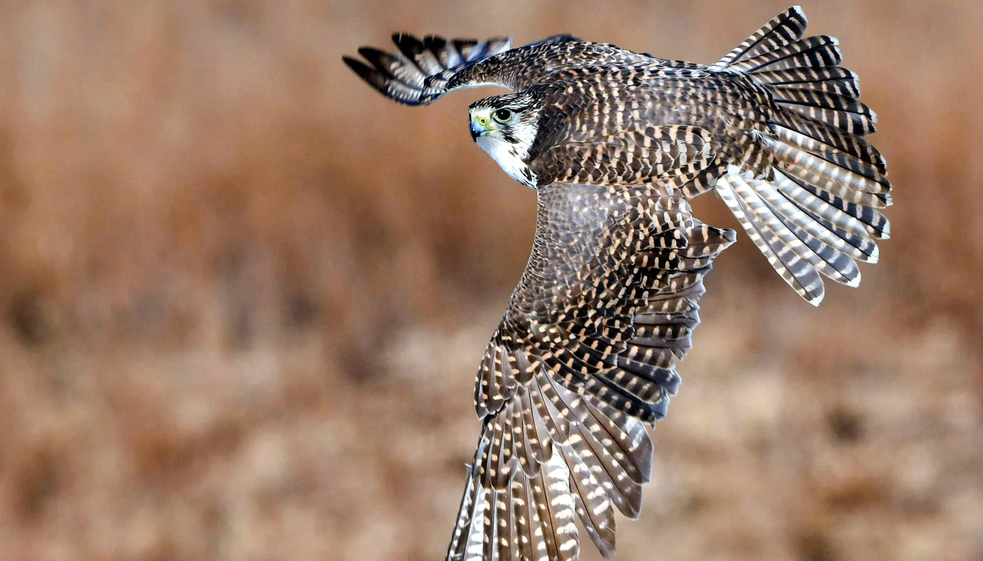  Saker Falcon flying 