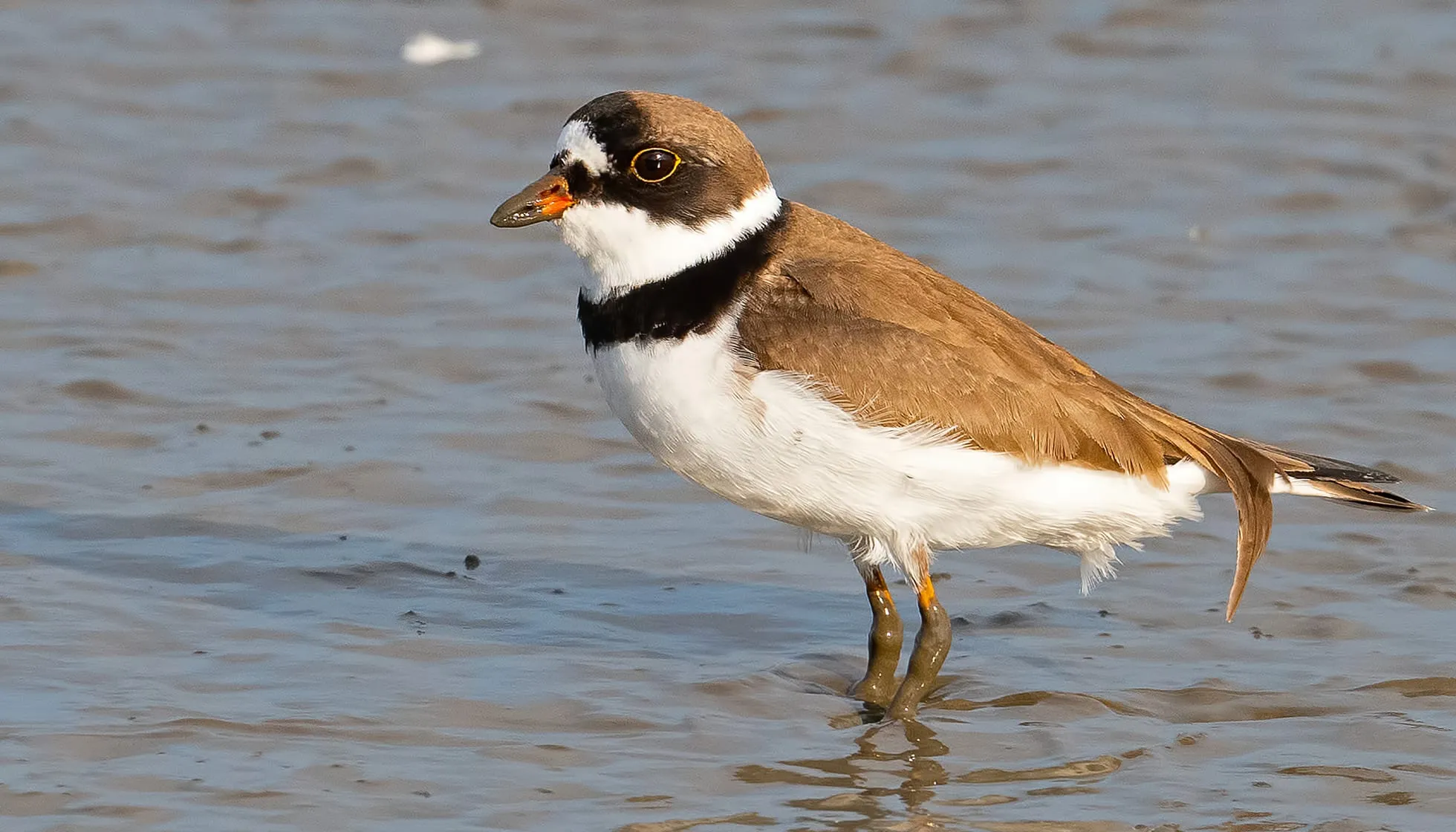 Semipalmated Plover Walking in the Marsh