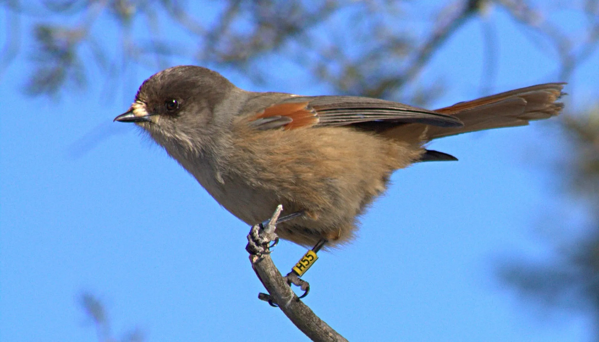 Siberian Jay perched on a branch