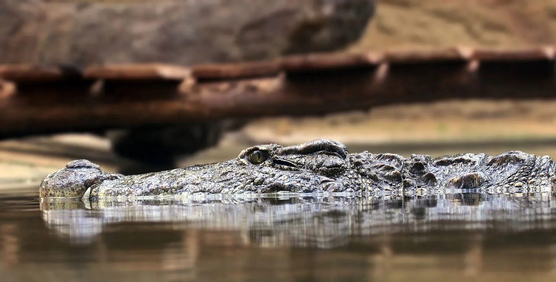 Unlike humans, alligators use their skull bones for the hearing process.