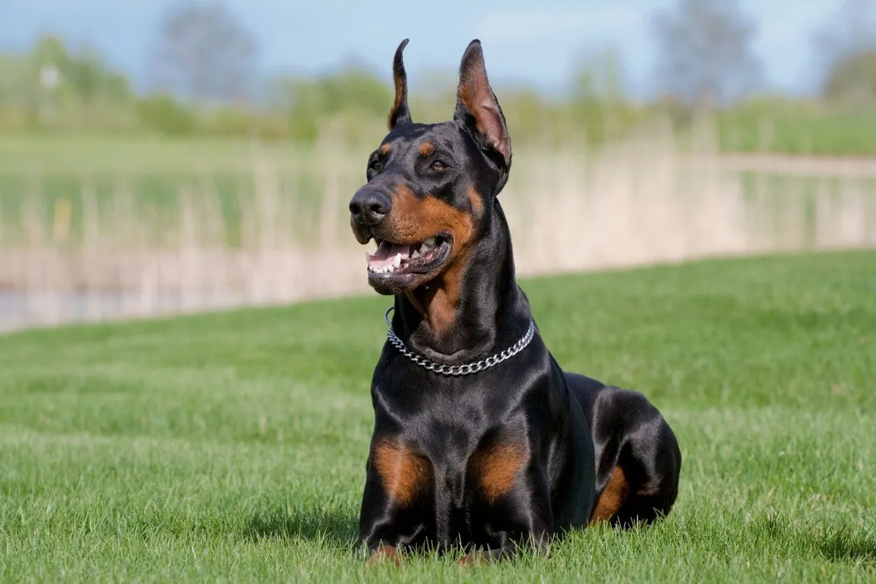 is doberman a working dog