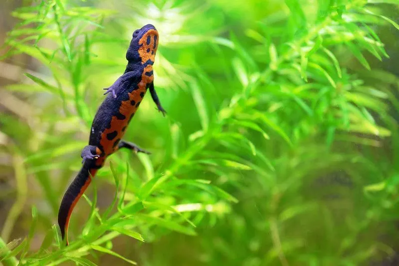Amazing Fire-Belly Newt facts!
