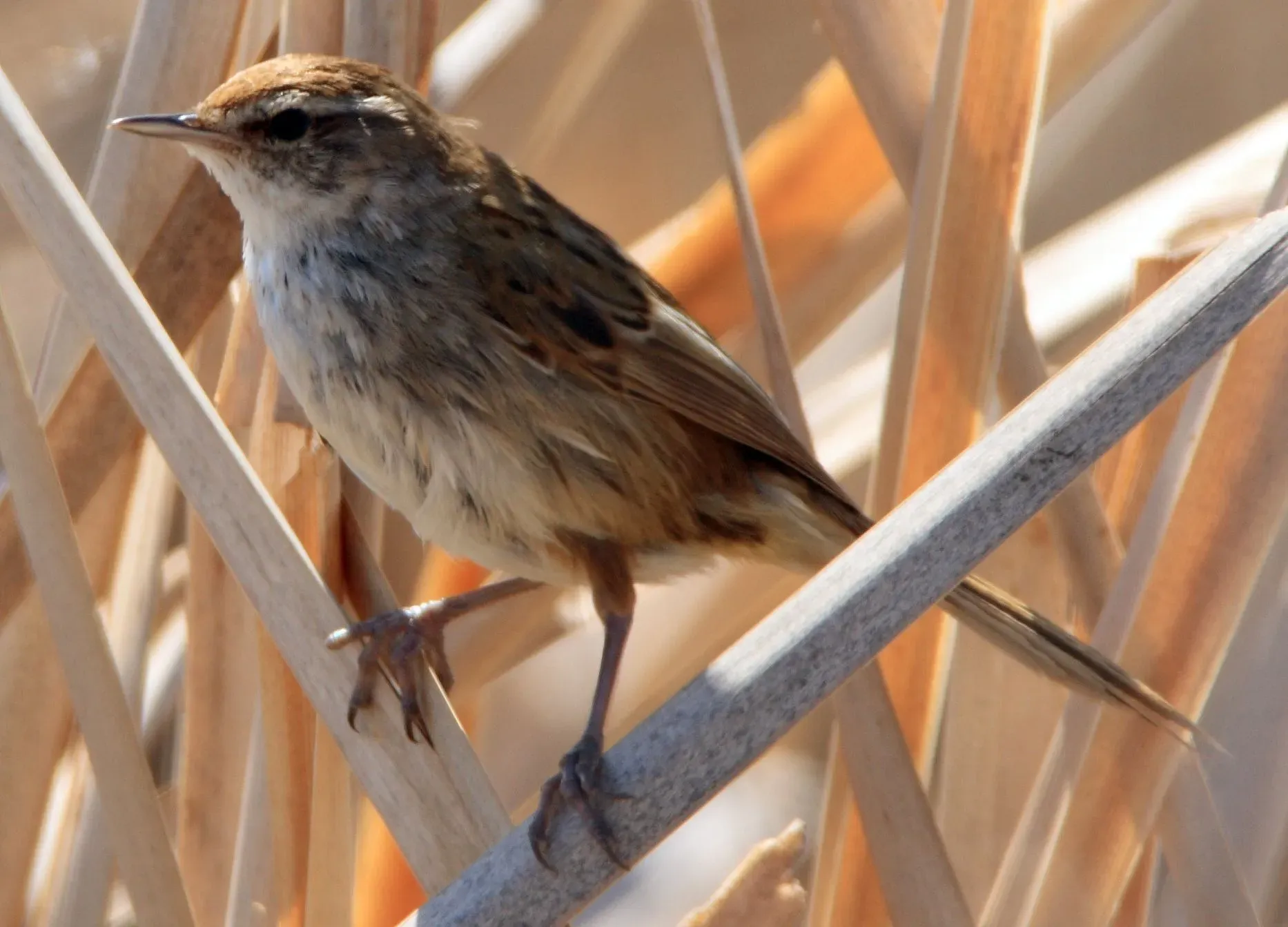 Little grassbirds have a brown-gray plumage with black stripes on the upper body.