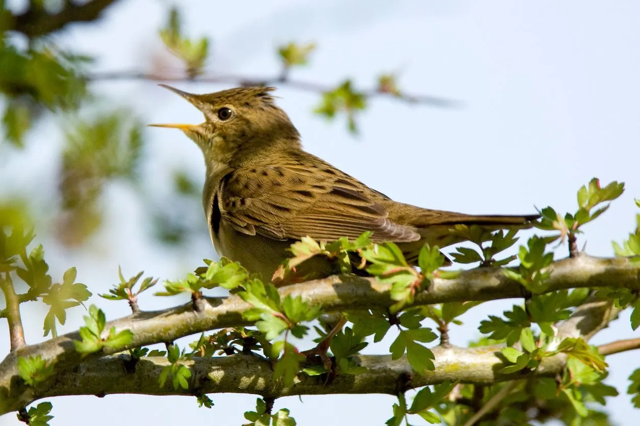 Amazing grasshopper warbler facts to cheer you up.