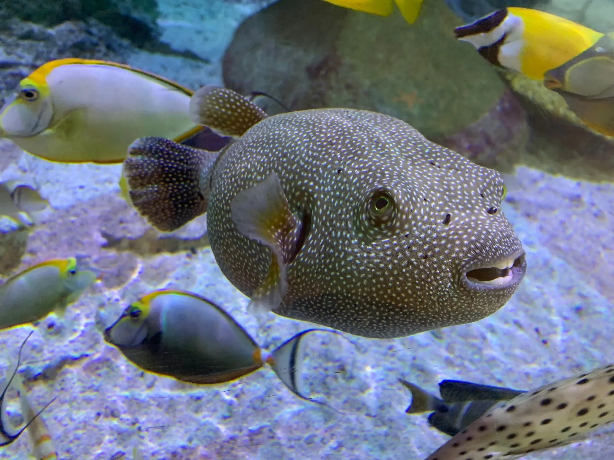 Amazing guineafowl puffer facts to learn more about this incredible fish.