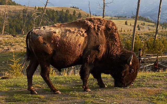 American bison facts are interesting for kids.