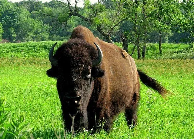 An American bison looks like a powerful beast.
