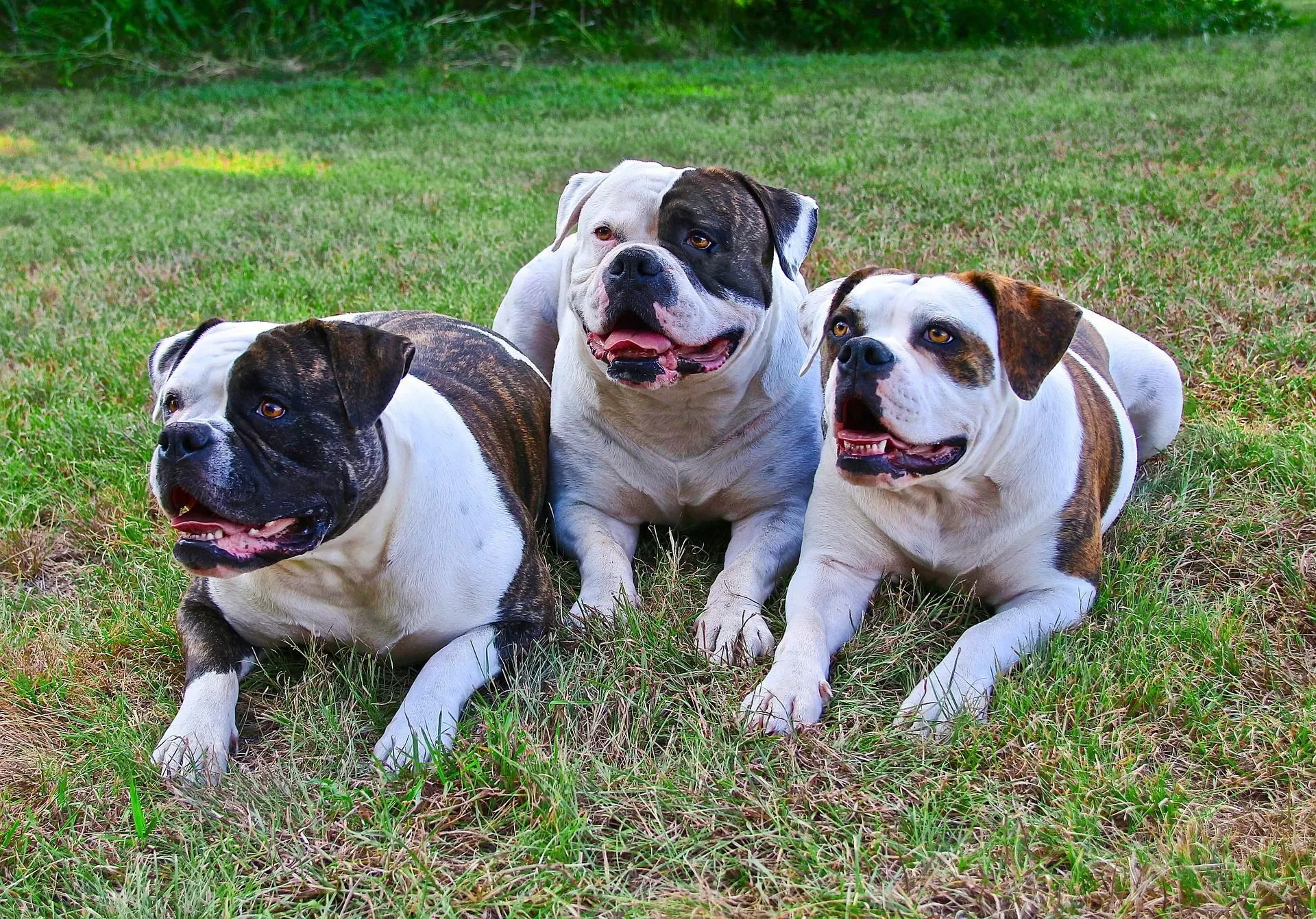 American Bulldog is often confused with the breed Dogo Argentino.