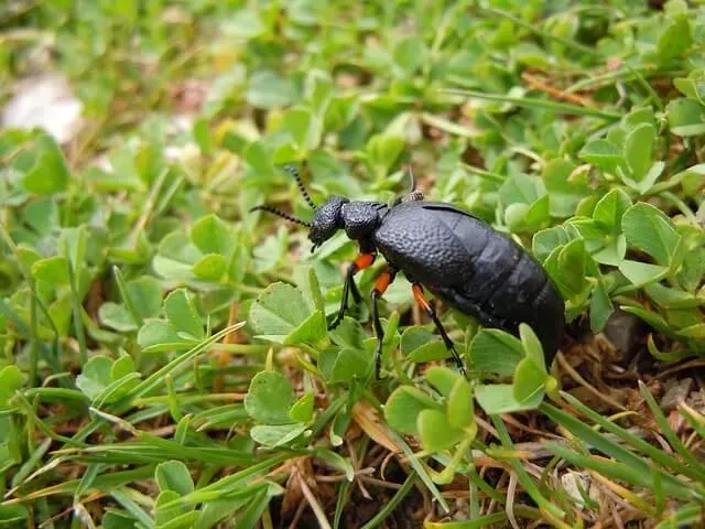 Oil beetle facts help to know more about insects.