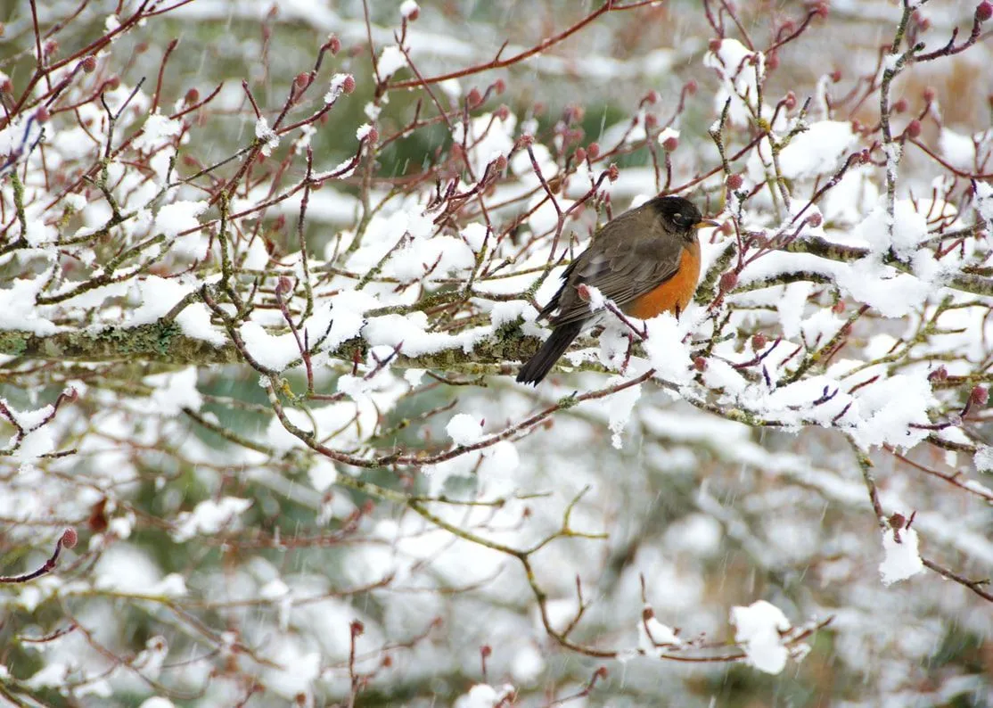 What Do Robins Eat? Foods That You Should Feed Them