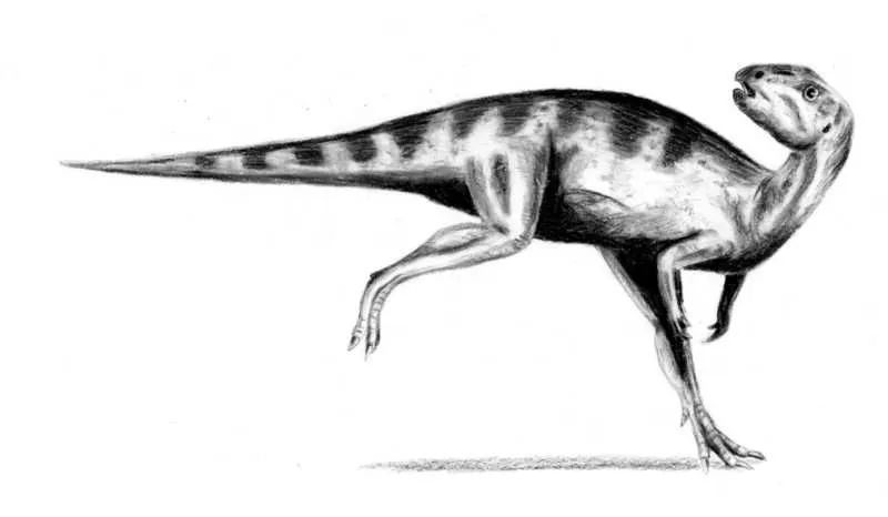 An Orodromeus had a long tail and hind legs with short forelimbs.