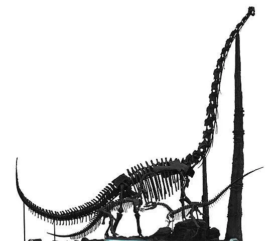 These Analong facts unveil the classification and characteristics of the genus of the Mamenchisaurid Sauropod.