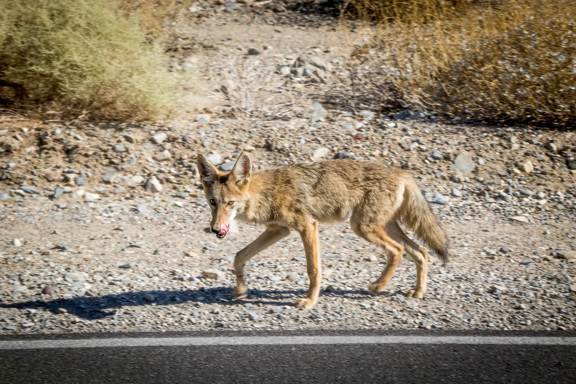 Analyzing The Astounding Adaptations Of Animals That Live In Death Valley |  Kidadl