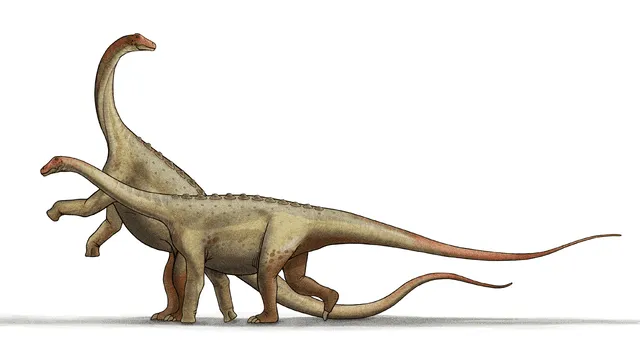 It is the skeleton of the Anchisaurus living between Hettangian and Sinemurian ages.