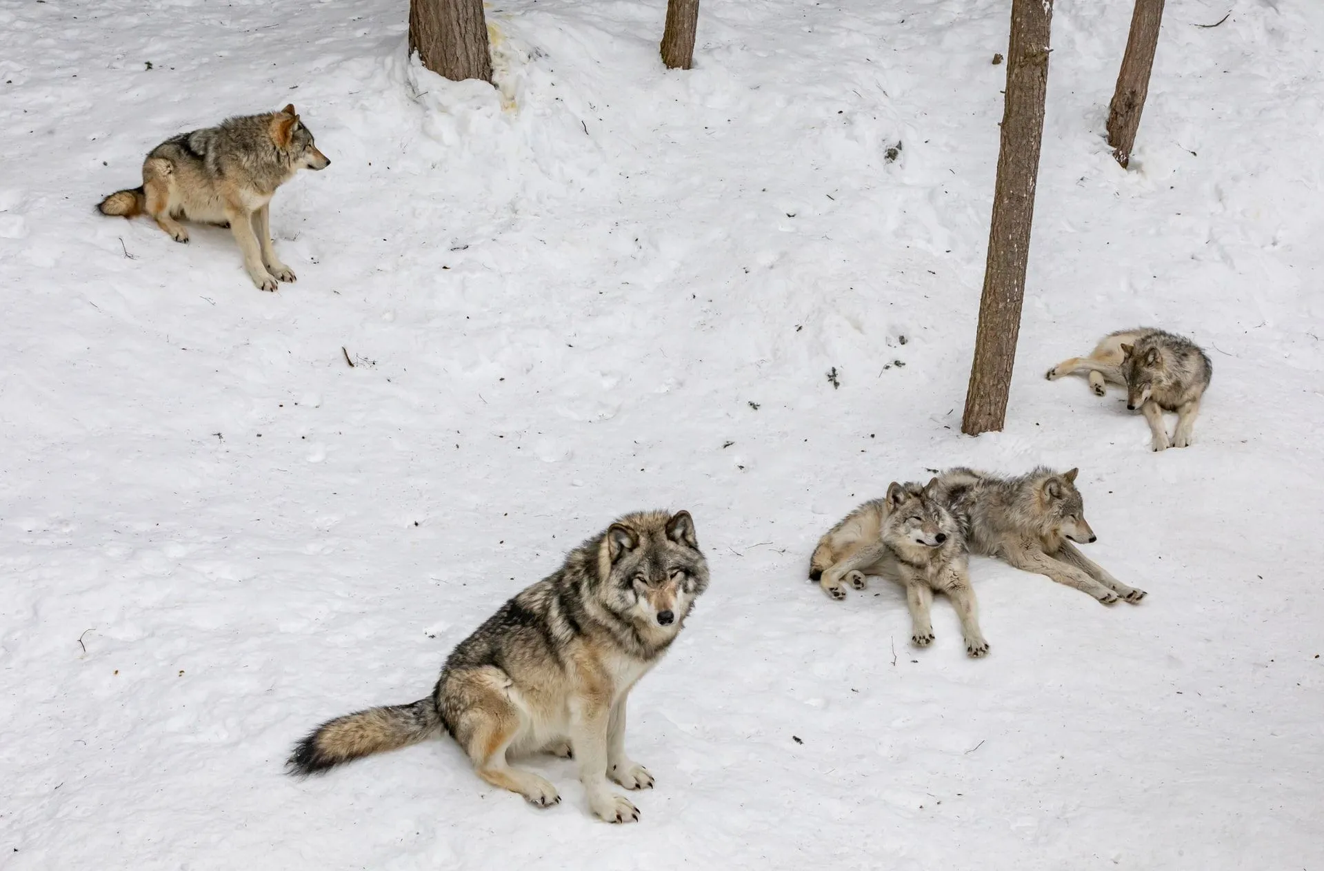The young wolves in a wolf pack leave the rest of the group when they are four years old.