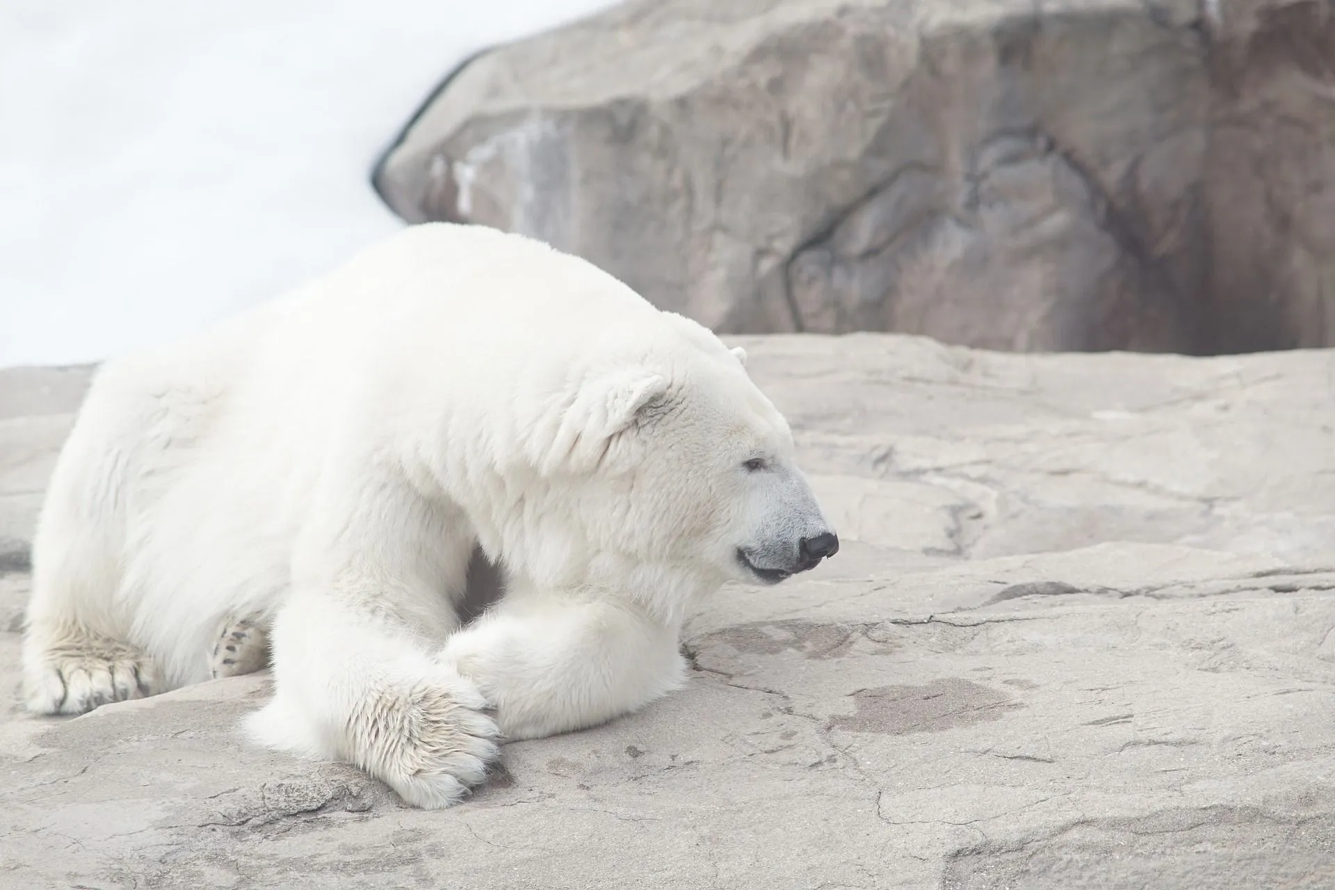The polar bear lives a solitary life.