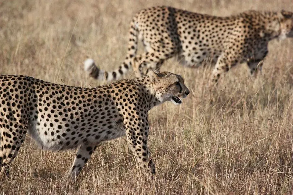 Savanna can be found almost in every continent, it's basically an ecological balance, where trees are spaced, not overlapping one another.