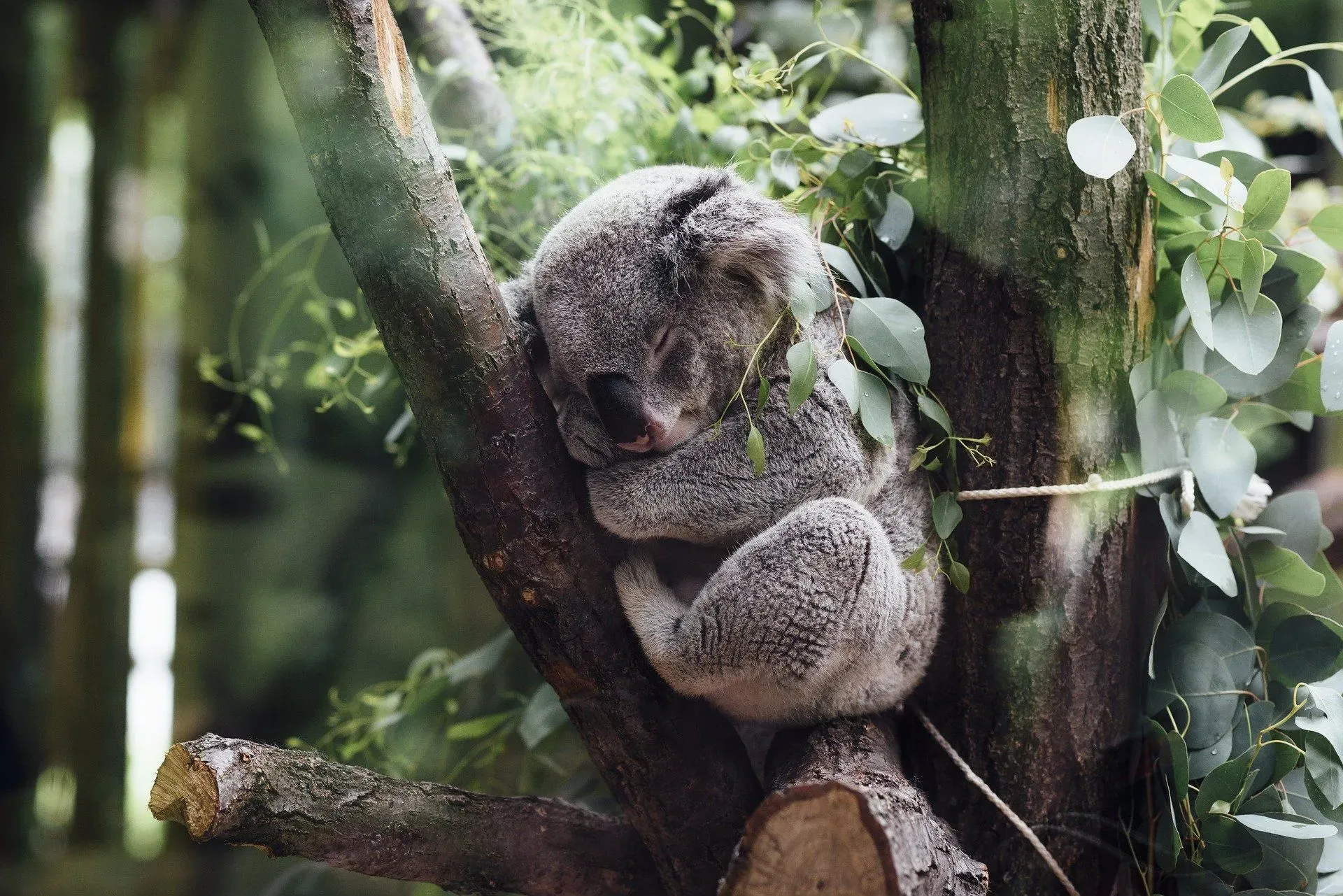 Read these fun facts about animal that live in trees.