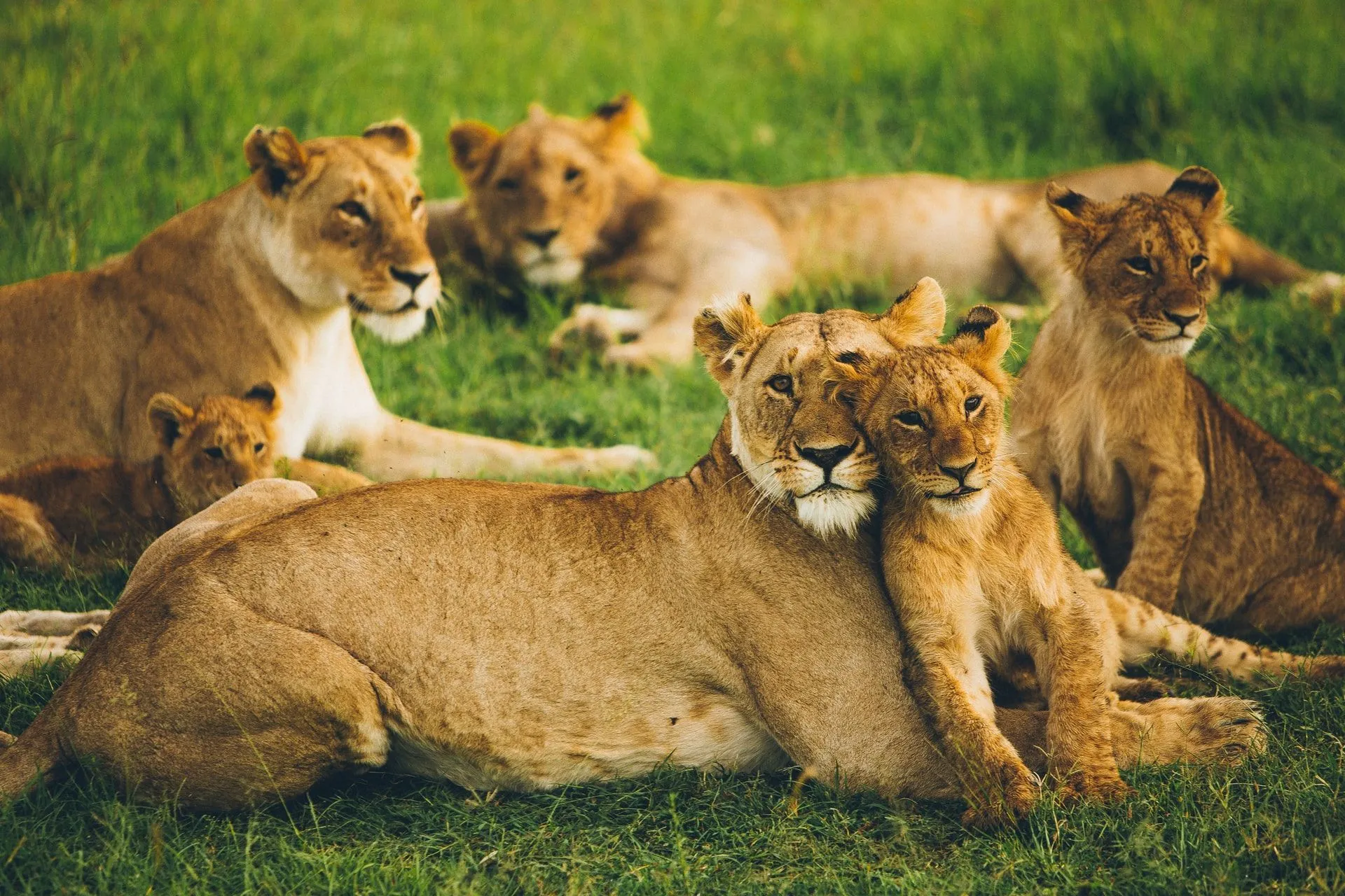 What Are Some Animals That Travel In Groups And Why Do They Do It? | Kidadl