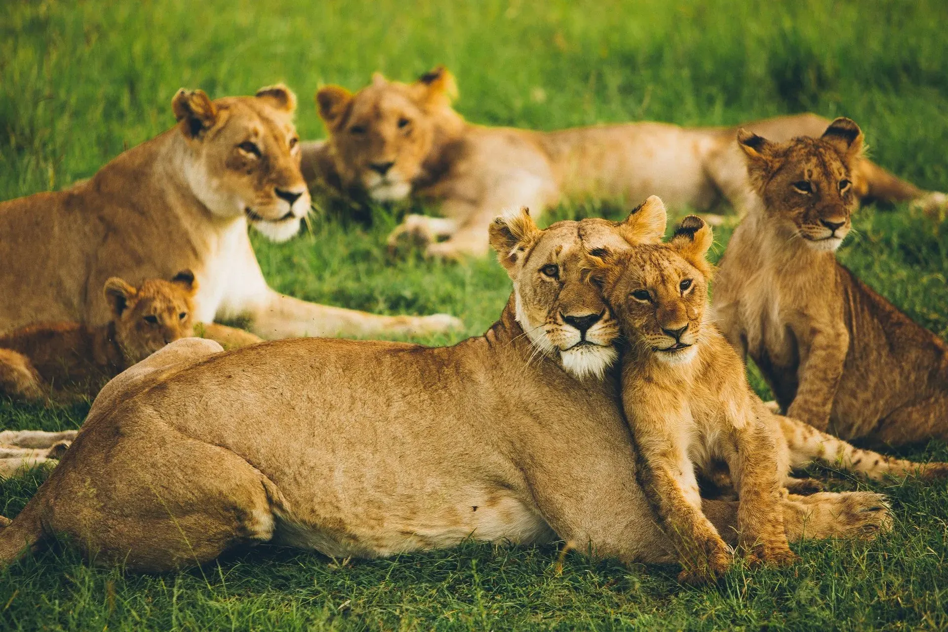 Discover interesting facts about animals that travel in groups here at Kidadl!