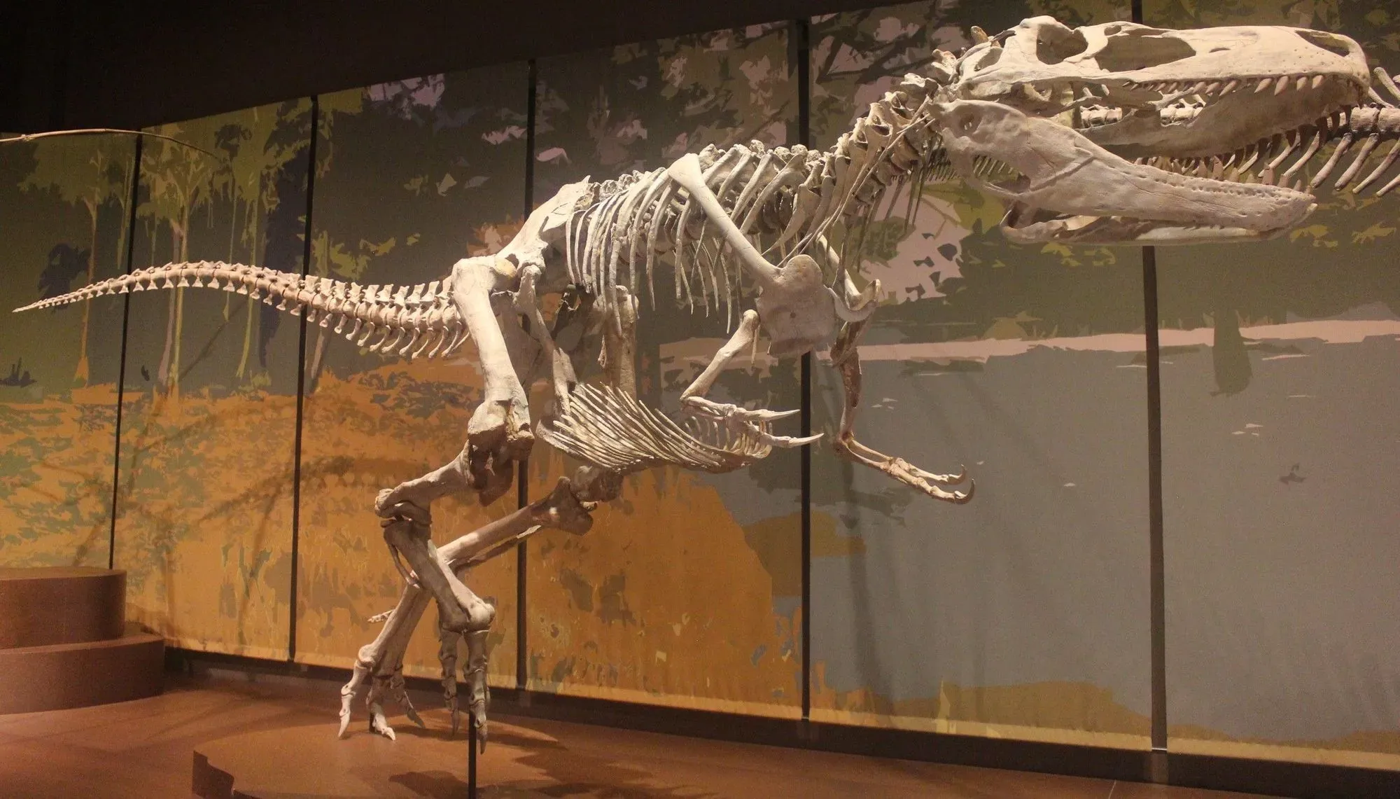 The Appalachiosaurus skull was narrow and long.