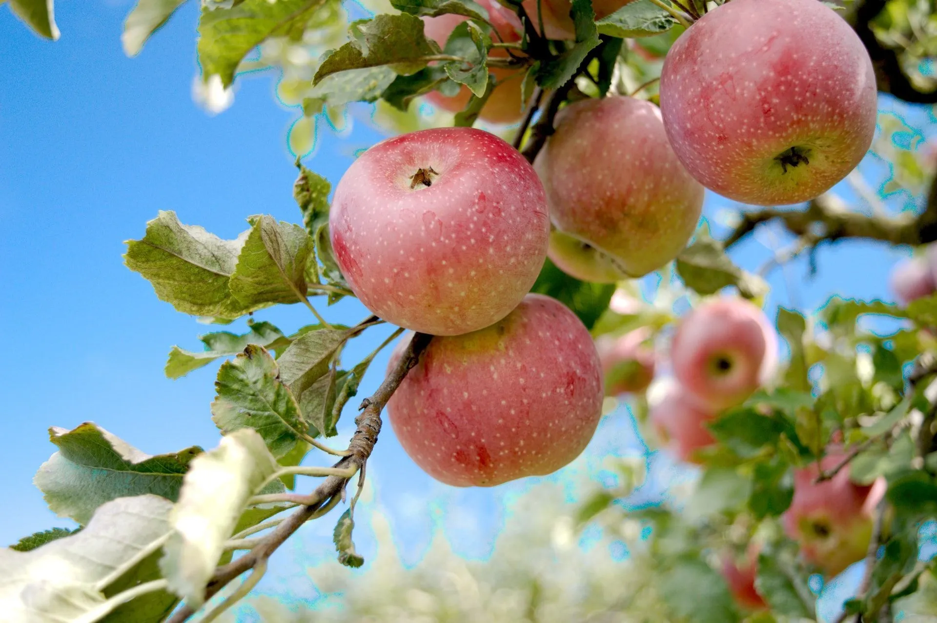 Apple Tree Day Kidadl