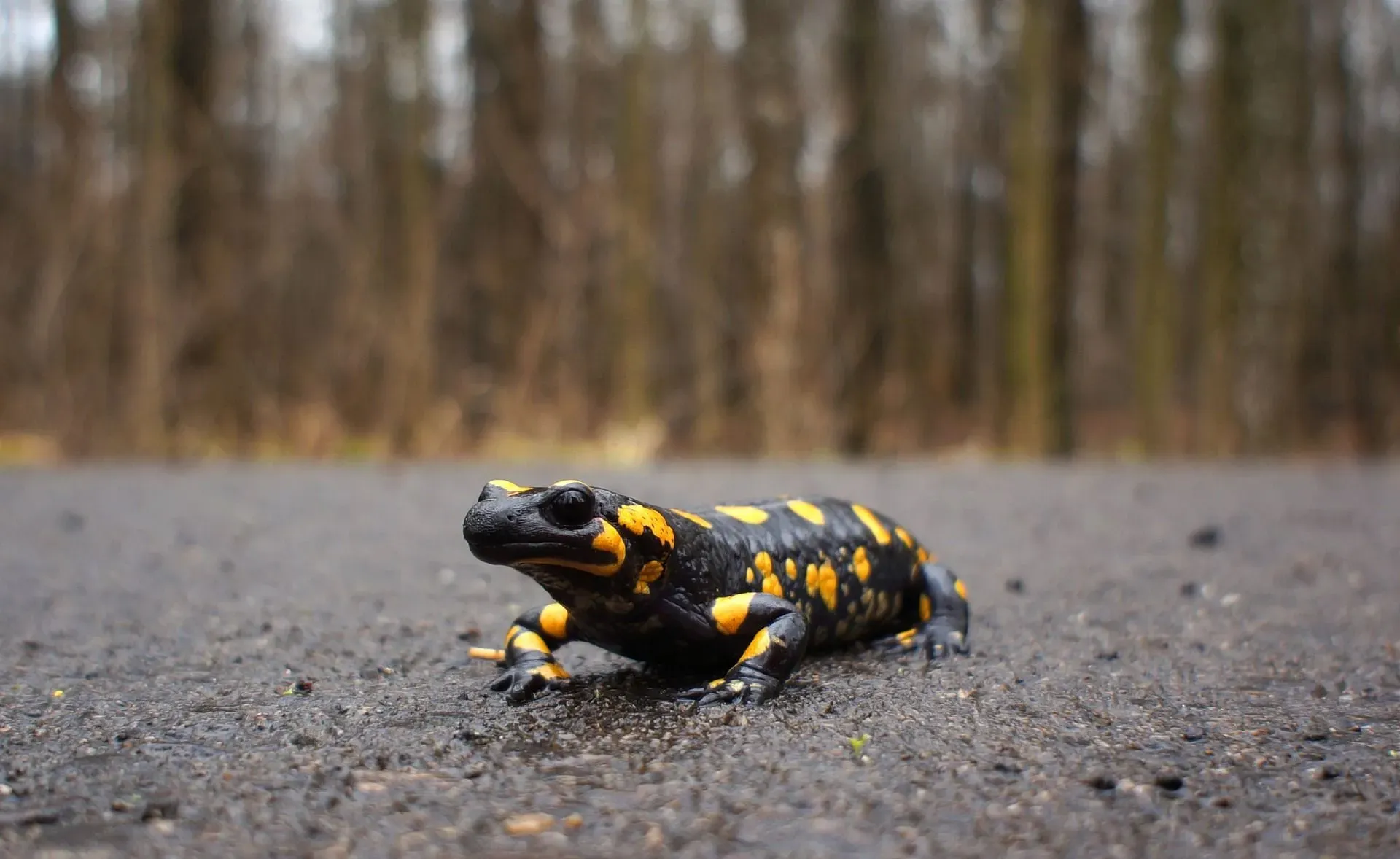 Read are amphibians cold-blooded to find out more about these wondrous animals of the world.