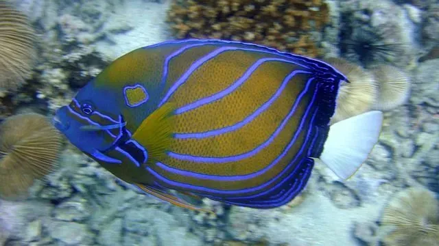 Many researchers are trying to understand are angelfish aggressive.