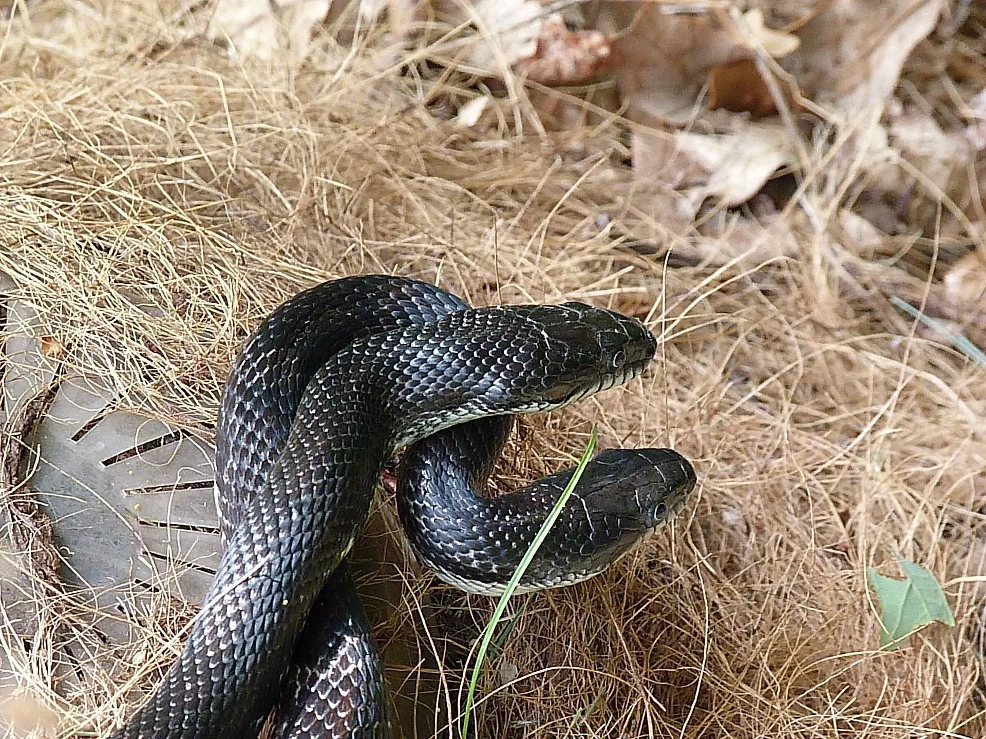 Many adventurers often wonder 'are black snakes poisonous'.