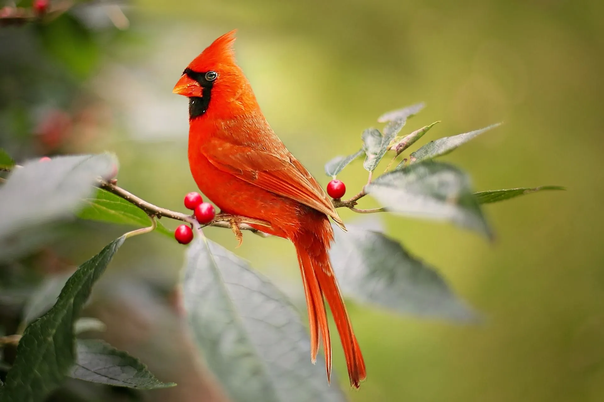 Are Cardinals Good Luck What Do They Symbolize